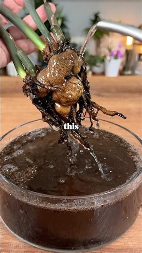 How to Get Rid of Root Rot