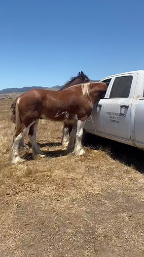one time he took of with my key fob and I had to chase him down… #boyswillbeboys #silly #horses #cute #boy #gelding #truck #dodge #ram #covellranch | Covell Ranch