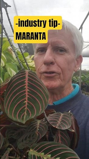 Prayer Plant Grow Tip - Better foliage in winter