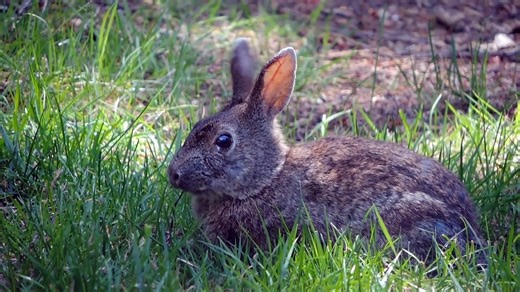 How Protecting Animals Can Save The Earth - video Dailymotion