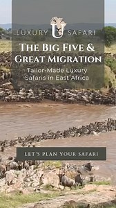 Experience the awe of the year-round Great Wildebeest Migration in the Serengeti and Masai Mara with Ubuntu Travel! Let us craft a luxurious African safari for you—unforgettable wildlife encounters guaranteed. Your adventure begins now! 🦁 Email: info@ubuntutravelgroup.com. | Ubuntu Travel