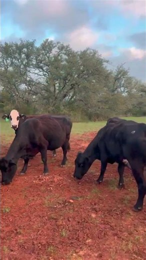 50 Angus - Cows For Sale