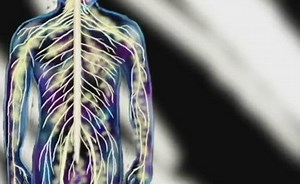 The Nervous System: The Peripheral Nervous System