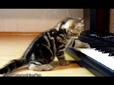 Cute Kittens Musicians playing piano