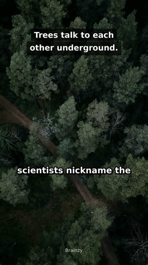 Trees talk to each other underground #Shorts