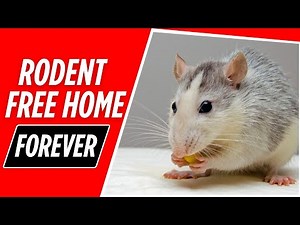 Best Methods for Rodent Proofing Your Home