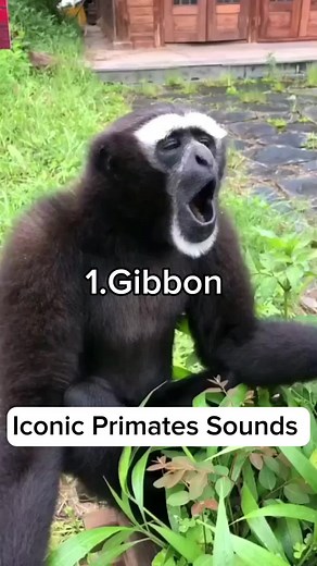 Explore Iconic Primates Sounds in Nature