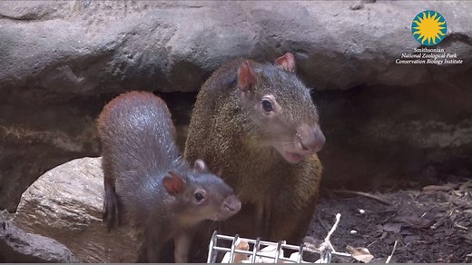 Our baby agouti’s name is Peanut! Thanks to all who voted. Now we have Pistachio, Hazelnut, Coconut AND Peanut. #AgoutiCutie | Smithsonian’s National Zoo and Conservation Biology Institute