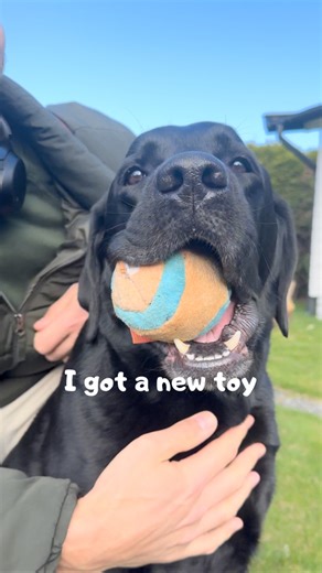 177K views · 2.9K reactions | I got a new toy!! I was watching @tuckerbudzyn on moms phone…. He made me go onto my moms computer and order one Full story YouTube video on sunday! #dogs #funny #labrador #cutedog #dogfamily #dogmom #blacklab #dogtoy | Elvisbatzthelab | Facebook