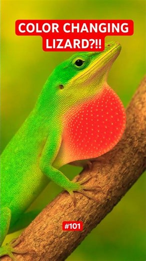 Anole Lizard | The Color-Changing Ninja of the Backyard! | A - Z Animals Part 101 |