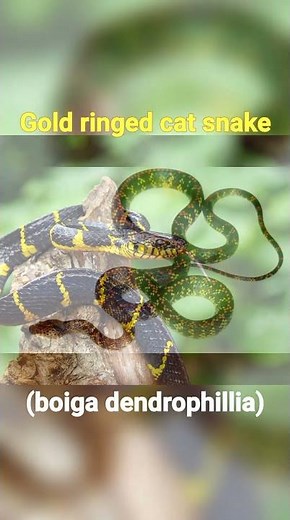 10 most colourful snakes in the world