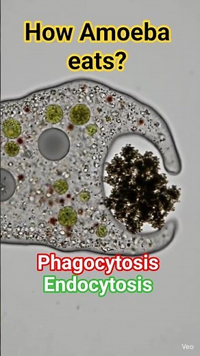 How an Amoeba ACTUALLY Eats! 🦠😱 #Shorts
