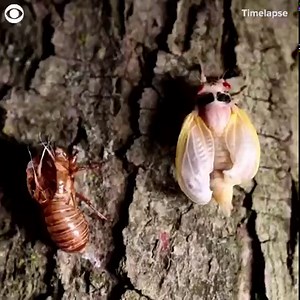 61K views | WATCH this timelapse video of a cicada shedding its exoskeleton. Billions of cicadas are expected to emerge in parts of the U.S. after 17 years underground. | CBS Newspath | Facebook