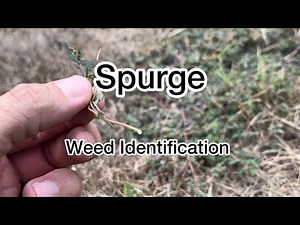 Spurge. Weed Identification.