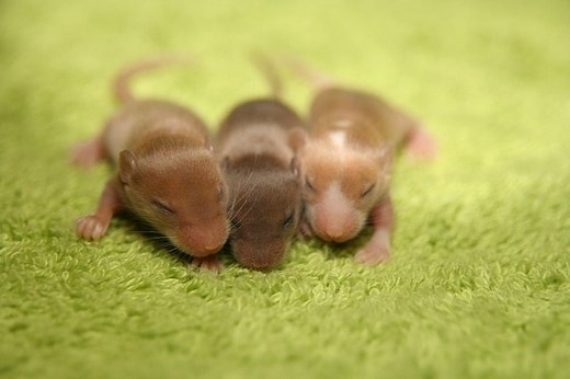 Can Baby Mice Survive Without Their Mom? (Here's What You Can Do) - Pet Mice Blog.co.uk