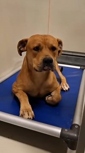 @woofers_in_need - "Big, gentle, quiet, and sad. This is Julius. Julius is a 2 year old male weighing about 87 pounds. When he first got brought in on 7/16/25, he was shut down and felt like he couldn't trust people. He quickly became sick with a URI (a doggie cold) and had been moved into the sick kennel area out of view from the public. During my week when I was stationed in the sick kennel area, he caught my interest. He looked so sad. Sudden movements and loud noises startled him. He was goi