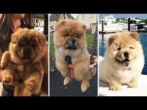 Funny Animals 2021 Funniest Cutest Chow Chow Puppies TikTok Compilation ChowChow Cute and Funny M