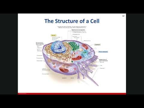 Cell Biology (Part 1: Introduction to Cells)