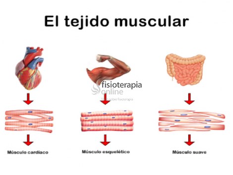 Tejido muscular