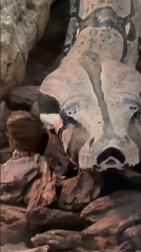 Great Common Boa Snake