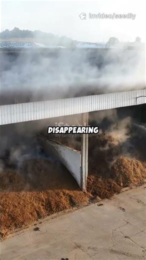 Compost Is Losing Nutrients (Here’s Why) | Seedly 🌱 #composting #humus #soilbiology