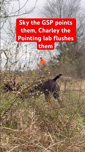 Sky is a very good German shorthaired pointer from Texas #germanshorthairedpointer