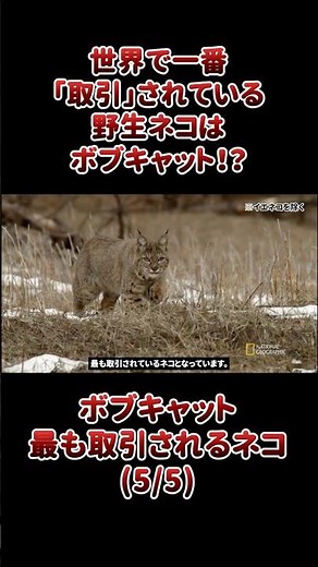 The bobcat is the most traded wild cat in the world!