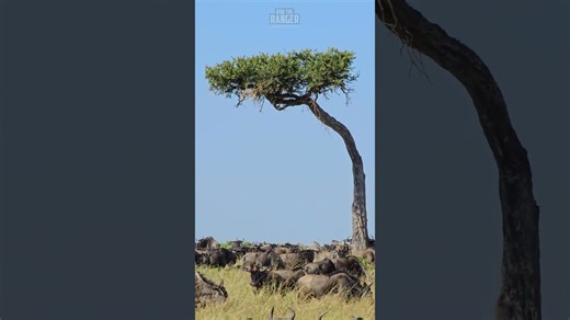 Great Migration Scenery: Breathtaking Views Of African Wildlife Movement