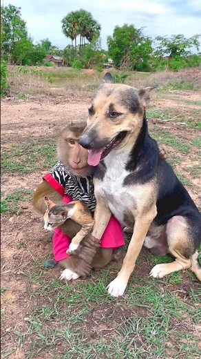 Great video Super SokYaa Very Adorable & Harmony Animals Around The World #shorts