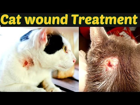 Cat wound care and treatment at home / how to treat dog bite in cats / Dr.hira saeed