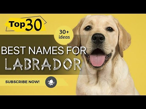 Top 30 Best Names For Labrador । Dog Names । Pets Vlogger