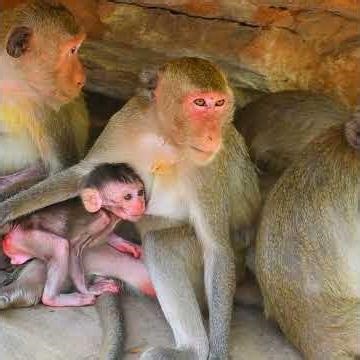 Adorable newly baby monkey