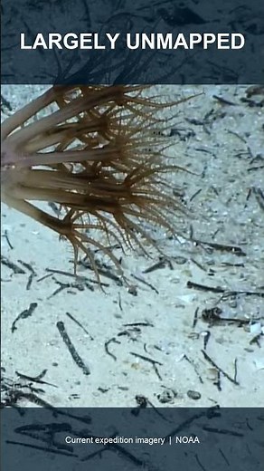 NOAA Is Exploring 3.7 Miles Down Right Now