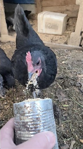 This is how chickens eat, caught in slow motion!