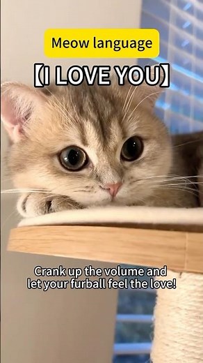 Meow language: I love you 💕 #cat #catlover #catvideos #catshorts #catlovers #catvideo