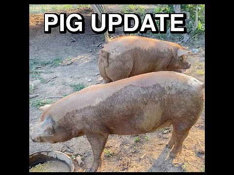 how big will a pig grow in 5 months.