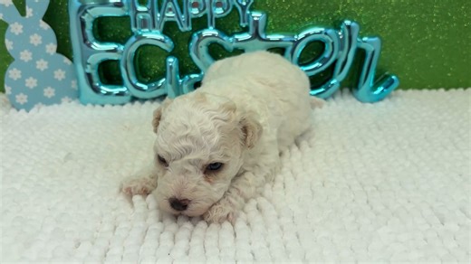Havapoo puppy for sale