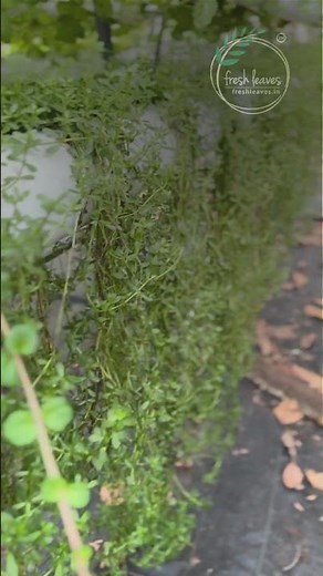 Growing Brahmi (Bacopa monnieri) in Hydroponics