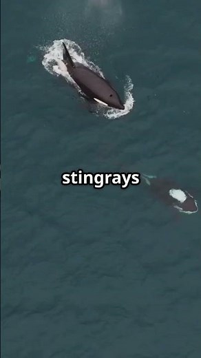 Killer Whales in Action The Most Dramatic Ocean Encounter Ever!