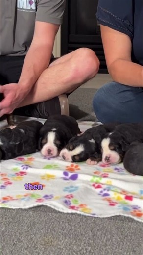 Puppy pre-training for our little Bernese pups 🐶 #bernese #bernesemountaindog #berner #pets