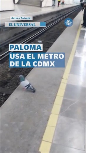 México mágico: captan a paloma “esperando” el Metro de la CDMX #shorts