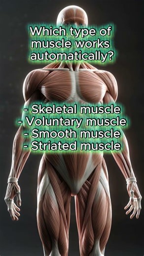 Test your muscle knowledge in this fast quiz. Easy to hard. Play along and challenge yourself! 💪