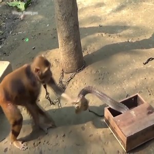 3.6M views · 21K reactions | Monkey scared by cobra #animal #animals #snake #snack | Embrace your Heart | Facebook