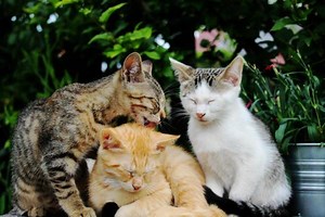 How to Introduce a Third Cat into a Home - Is Adding a Third Cat a Good Idea?