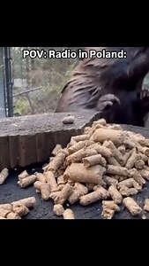 510K views · 7.4K reactions | Some more proper bober music #bobr #bober #beaver #biber | Bober Kurwa | Facebook