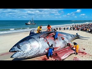 How Fishermen Catch 10 Tons of Atlantic Bluefin Tuna | Deep-Sea Commercial Longline Documentary