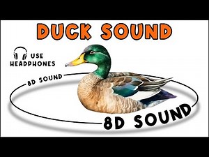 DUCK SOUND - DUCK SOUND EFFECT - NOISE OF DUCK - animal sound