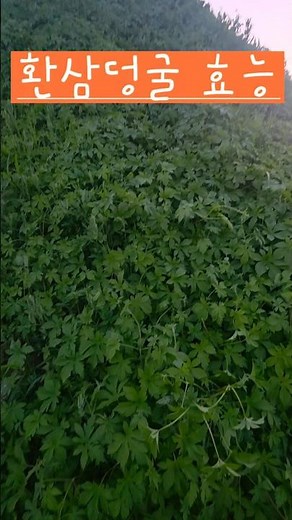 Humulus japonicus, thought it was just a weed? It's actually a medicinal herb #SimpleHappiness #H...