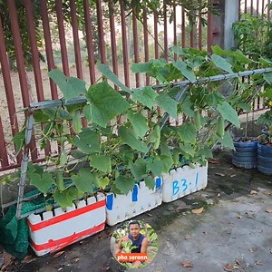 Cucumber planting by using Trigger the foam with new style beautiful and get many fruits #gardening #cucumber #natural #vegetables #DIY #CreativeIdeas #recycle #beautiful | Sorann Admin