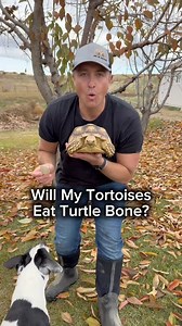 Will My Tortoises Eat Turtle Bone? 🤔🦴🐢 | Corbin Maxey